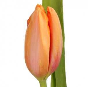 Тюльпан оранжевый (orange)