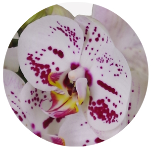 Орхидея Фаленопсис (Phalaenopsis) микс 5
