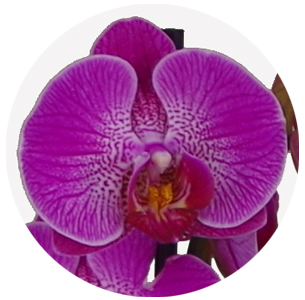 Орхидея Фаленопсис (Phalaenopsis) микс 2