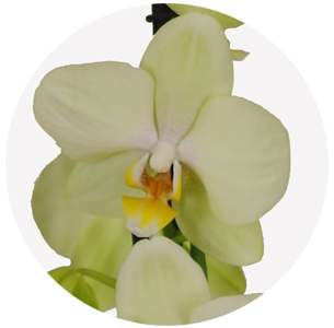 Орхидея Фаленопсис (Phalaenopsis) микс 6