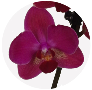 Орхидея Фаленопсис (Phalaenopsis) микс 7