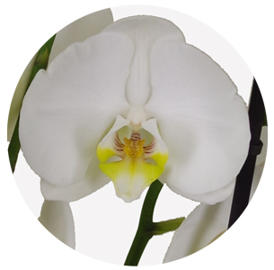 Орхидея Фаленопсис (Phalaenopsis) микс 4