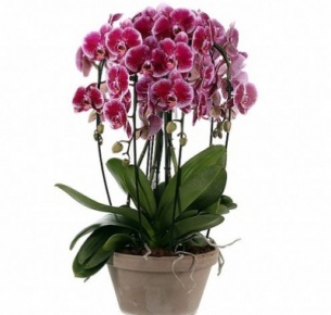 Орхидея Фаленопсис (Phalaenopsis) микс 8