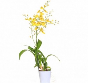 Орхидея Онцидиум (Oncidium)