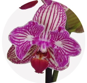 Орхидея Фаленопсис (Phalaenopsis) микс 1