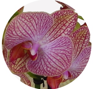 Орхидея Фаленопсис (Phalaenopsis) микс 3