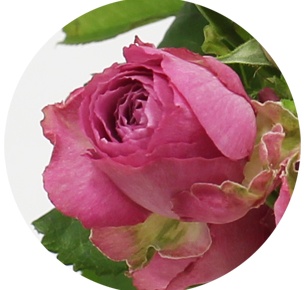 Роза кустовая Лавендэ лэйс (Lavender Lace)