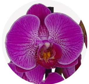 Орхидея Фаленопсис (Phalaenopsis) микс 2