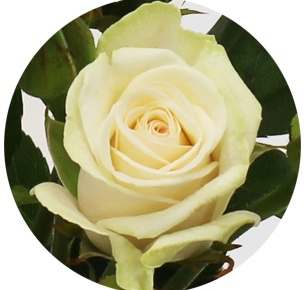 Роза кустовая Ройал Порчеллина (Royal Porcellina)