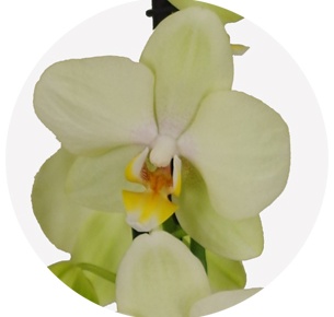 Орхидея Фаленопсис (Phalaenopsis) микс 6