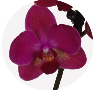 Орхидея Фаленопсис (Phalaenopsis) микс 7