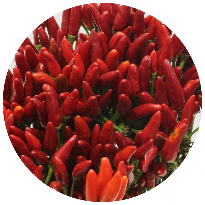 Capsicum Red Fire