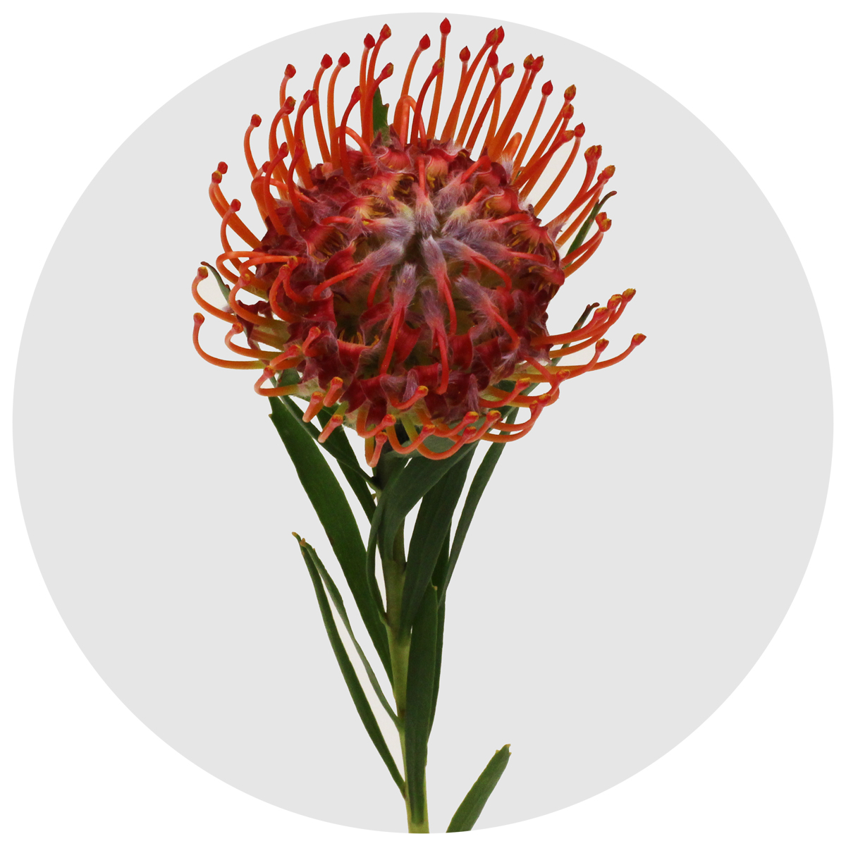 Протея Нутан леукоспермум