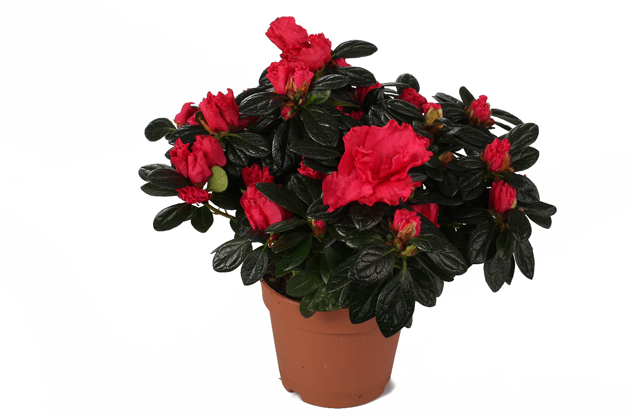 Азалия (Azalea)