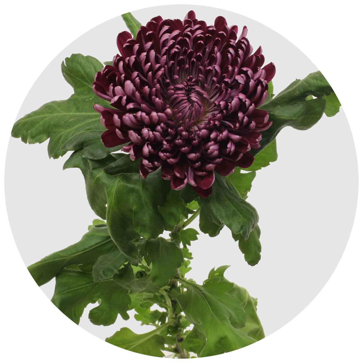 Хризантема одноголовая Ши Пепл (Cheer Purple)