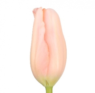 Тюльпан светло-розовый (light pink)
