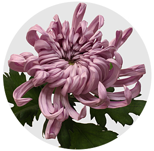 Хризантема одноголовая Вена розовая (Viena Pink)