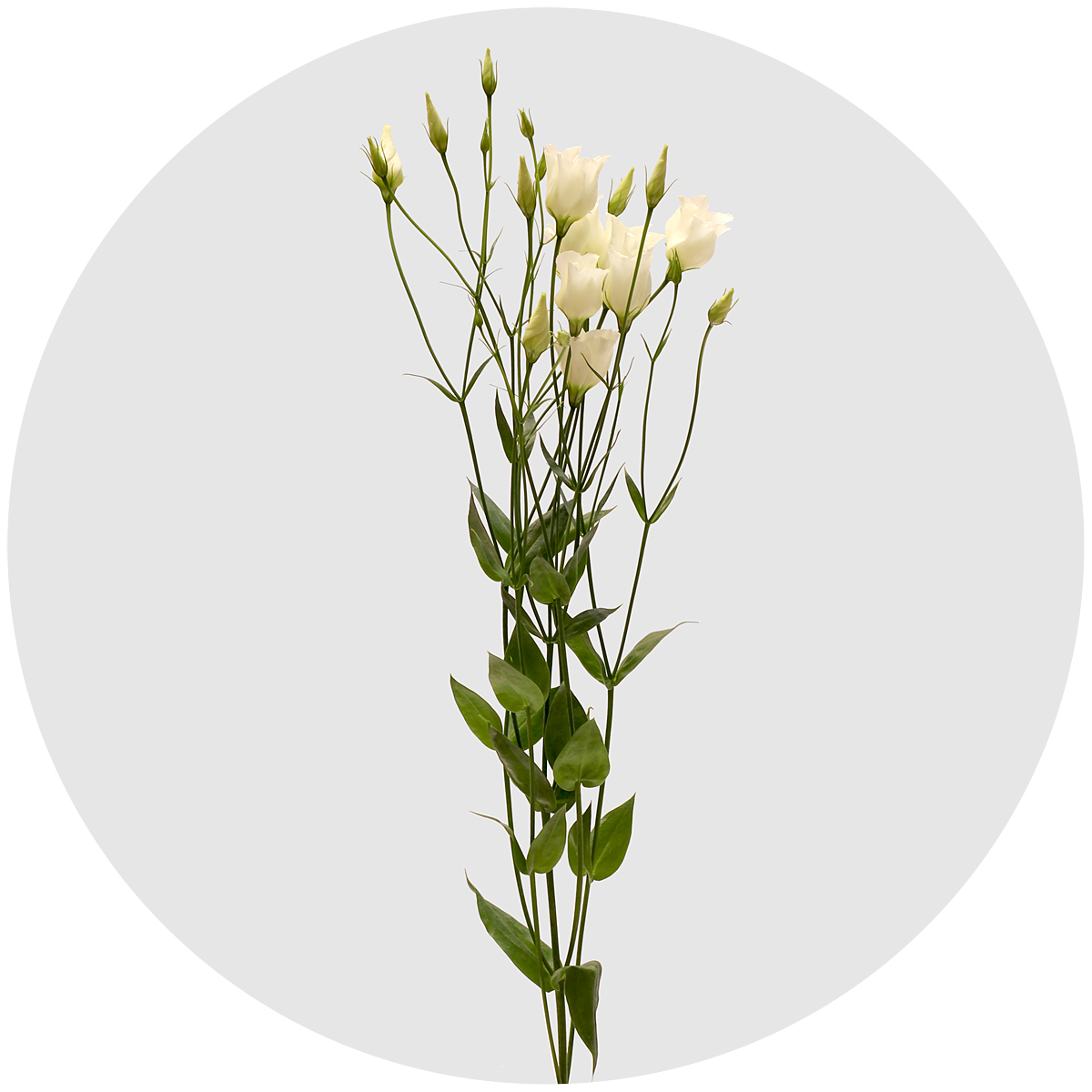 Лизиантус Ботаник белый (Botanic White)