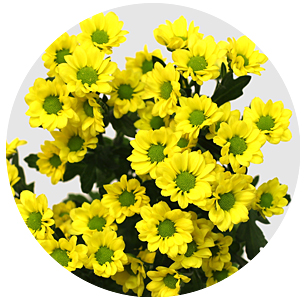 Хризантема кустовая Сантини Мадибо Ринга жёлтая (Madiba Ringa Yellow)