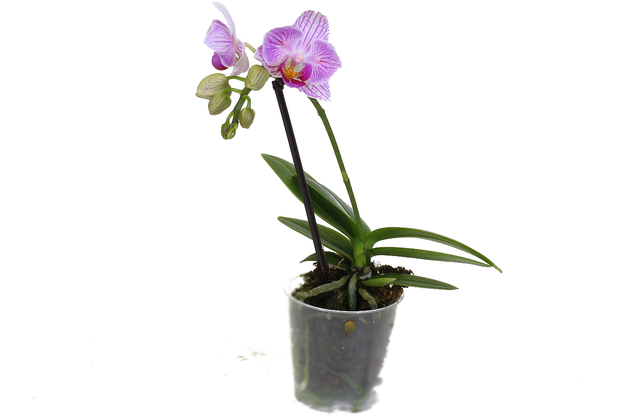 Орхидея Фаленопсис мини (Phalaenopsis mini)