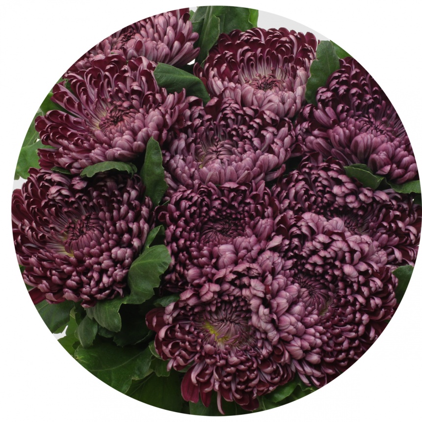 Хризантема одноголовая Ши Пепл (Cheer Purple)