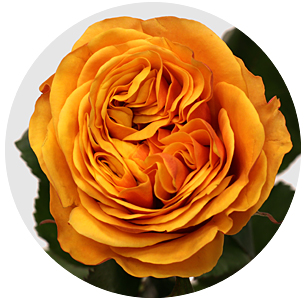 Роза Лиана Оранж (Liana Orange)