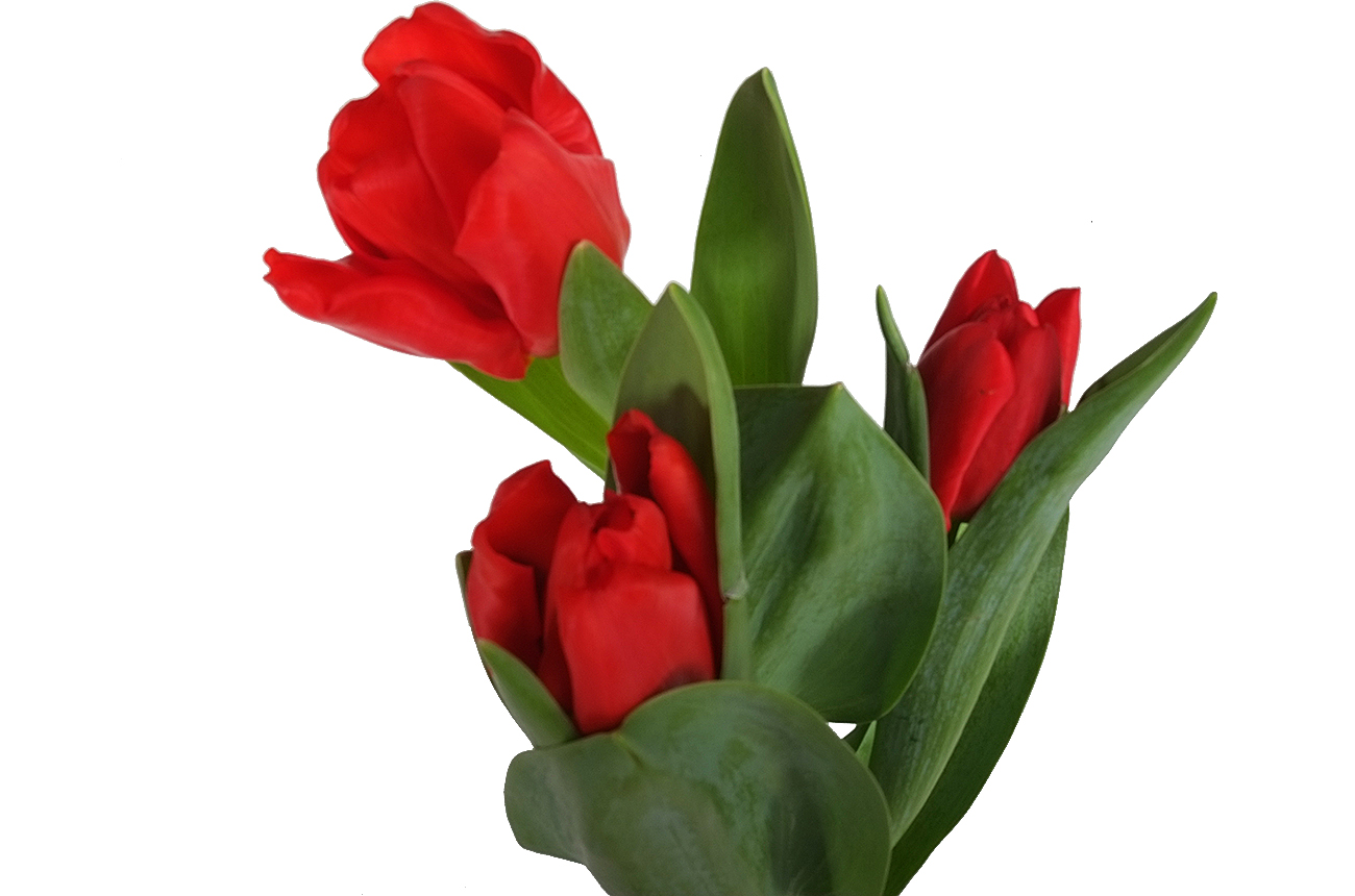 Тюльпан красный (red)