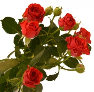 Роза  кустовая Ред Лекс (Red Lex)