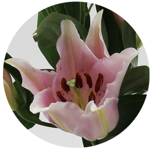 Лилия гибрид светло-розовая