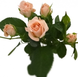 Роза  кустовая Иришка розовая (Irischka pink)