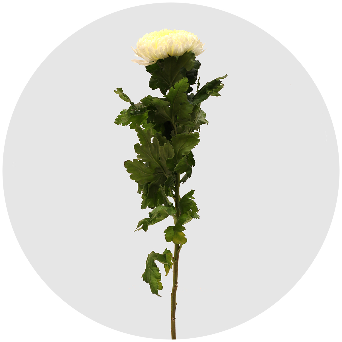 Хризантема одноголовая Сфера белая (Sfera White)