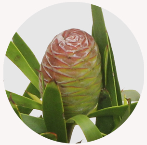 Леукадендрон конический (coniferum)