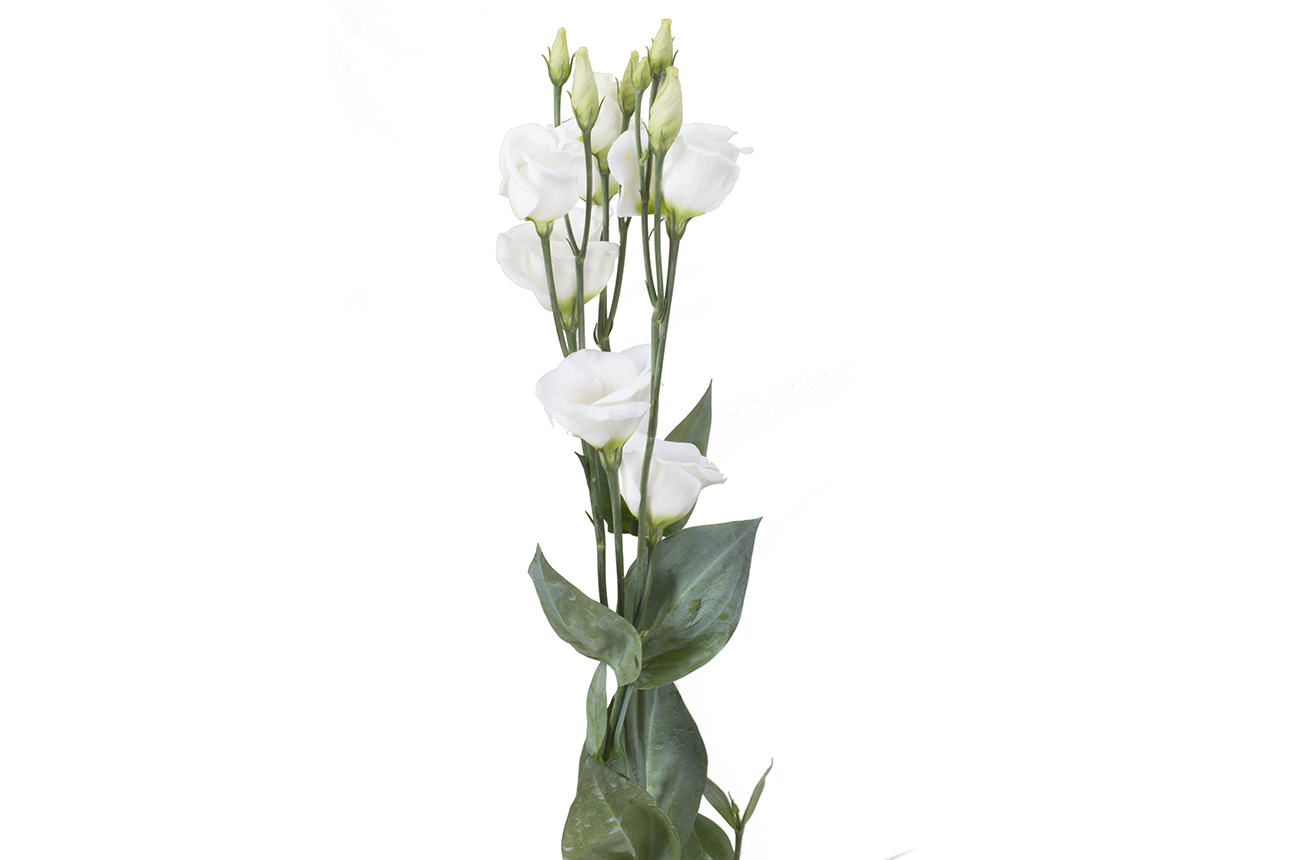 Лизиантус белый (white)