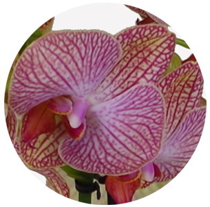 Орхидея Фаленопсис (Phalaenopsis) микс 3