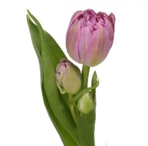 Тюльпан сиреневый махровый (lila dbl)