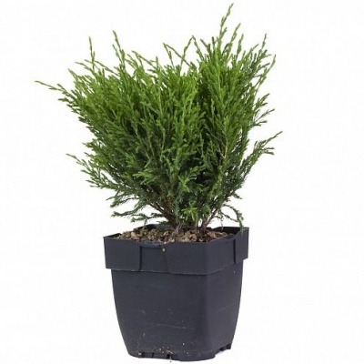 Можжевельник (Juniperus "Andorra compact")