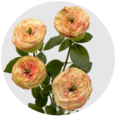 Роза кустовая Латин помпон (Latin Pompon)