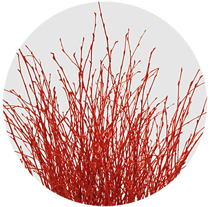 Берёза крашеная красная (Berken painted red)