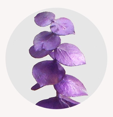 Эвкалипт крашеный лиловый (Purple)