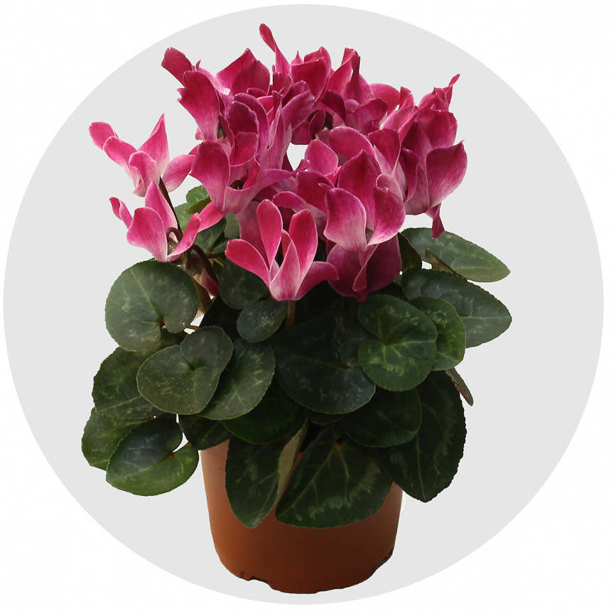 Цикламен (Cyclamen)