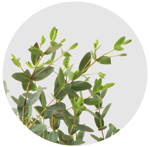 Эвкалипт Парвифолия (Рarvifolia)