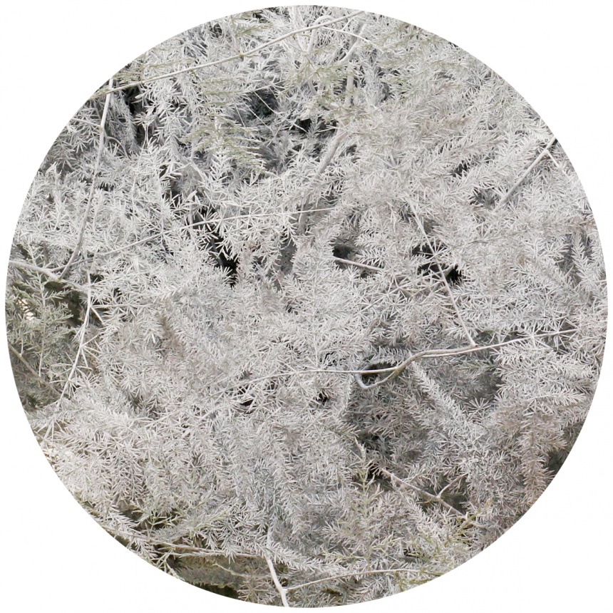 Аспарагус перистый крашеный белый (Asparagus plumosus painted white)