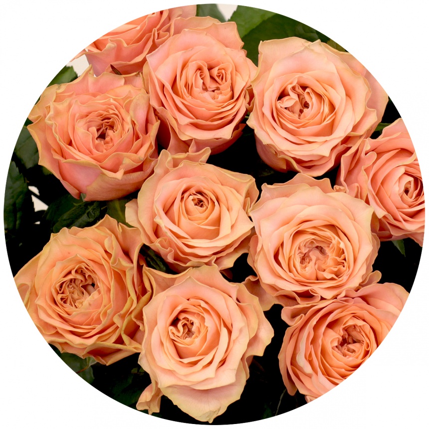 Кантри хоум роза фото и описание