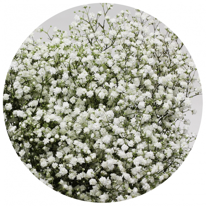Гипсофила Перфекта (Gypsophila Perfecta)