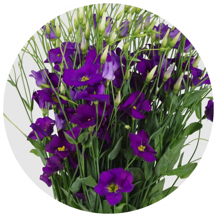Лизиантус Ботаник блю (Botanic Blue)