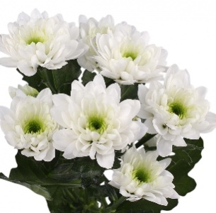 Хризантема кустовая Зембла белая (Zembla white)