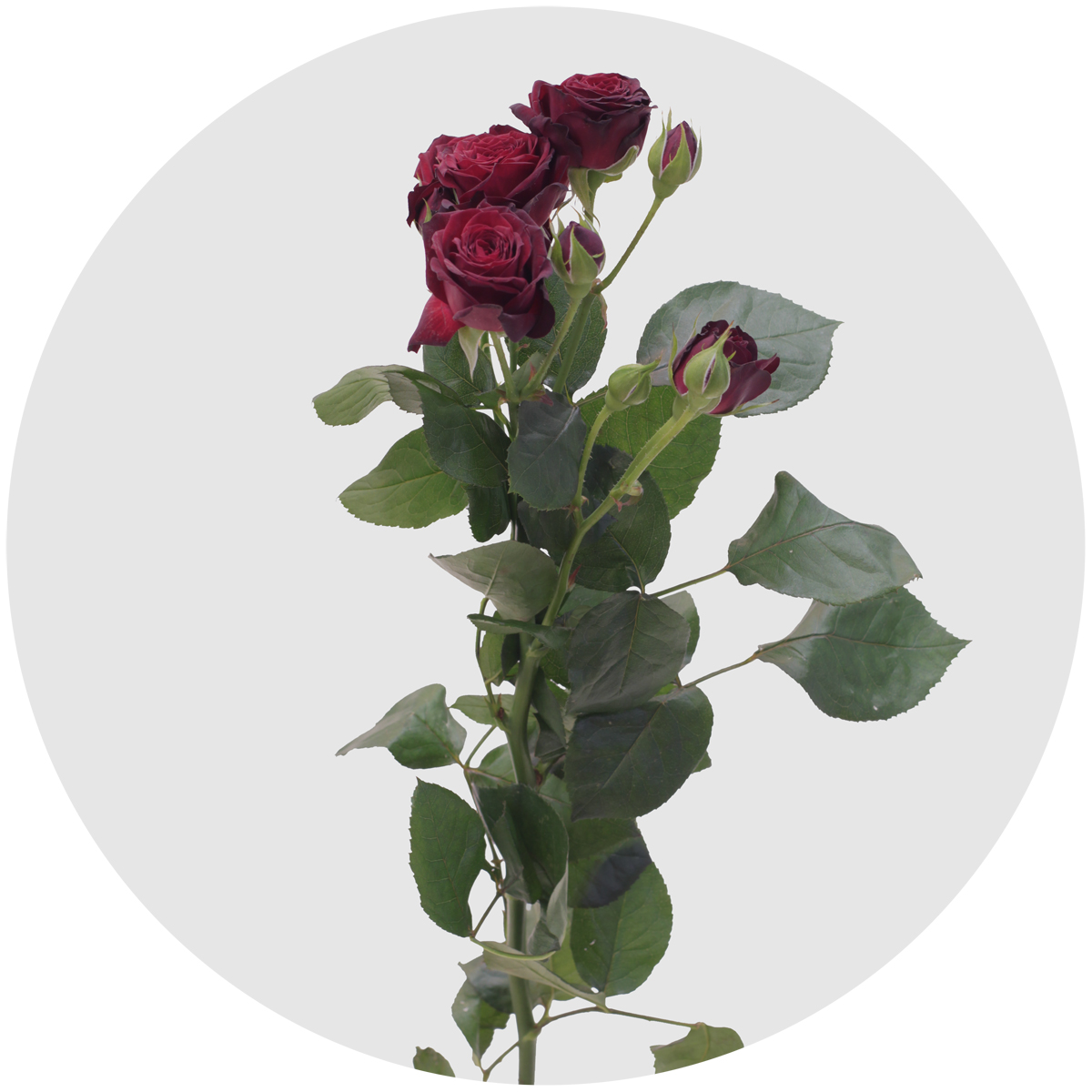 Роза кустовая Анжелика фото какой цвет срезка