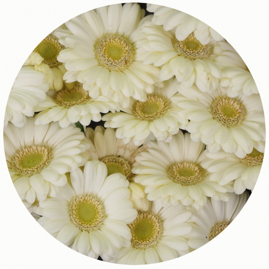 Гербера мини Альбино (Albino)