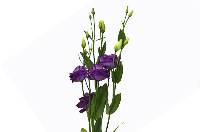 Лизиантус фиолетовый махровый (violet dbl)