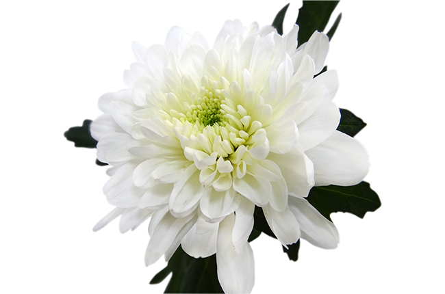 Хризантема одноголовая Зембла белая (Zembla white)